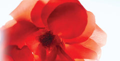 Rose Of No Man's Land